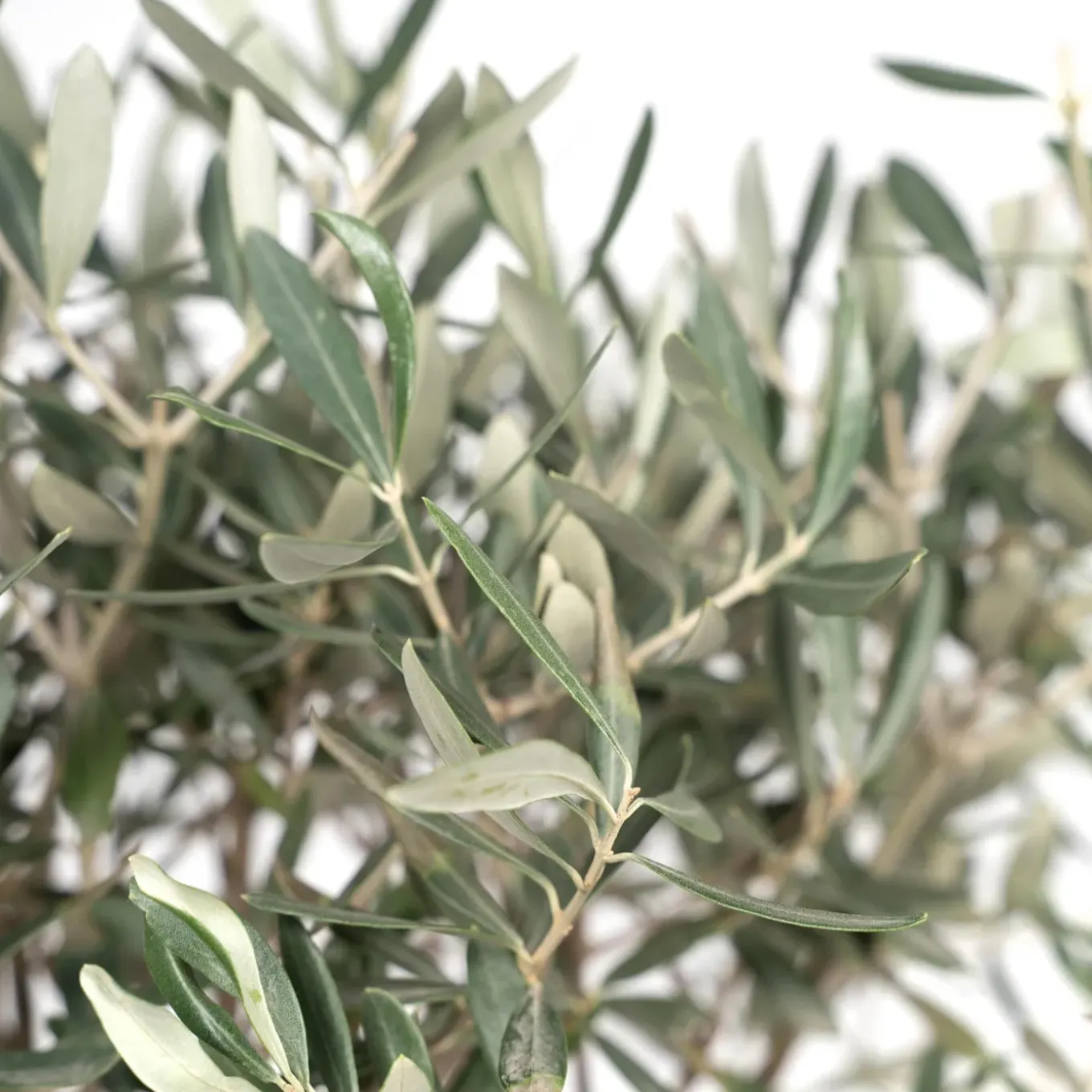 Olea Olijf - Olijfboom - Tuinplant - ↕90-110 cm - Ø22cm