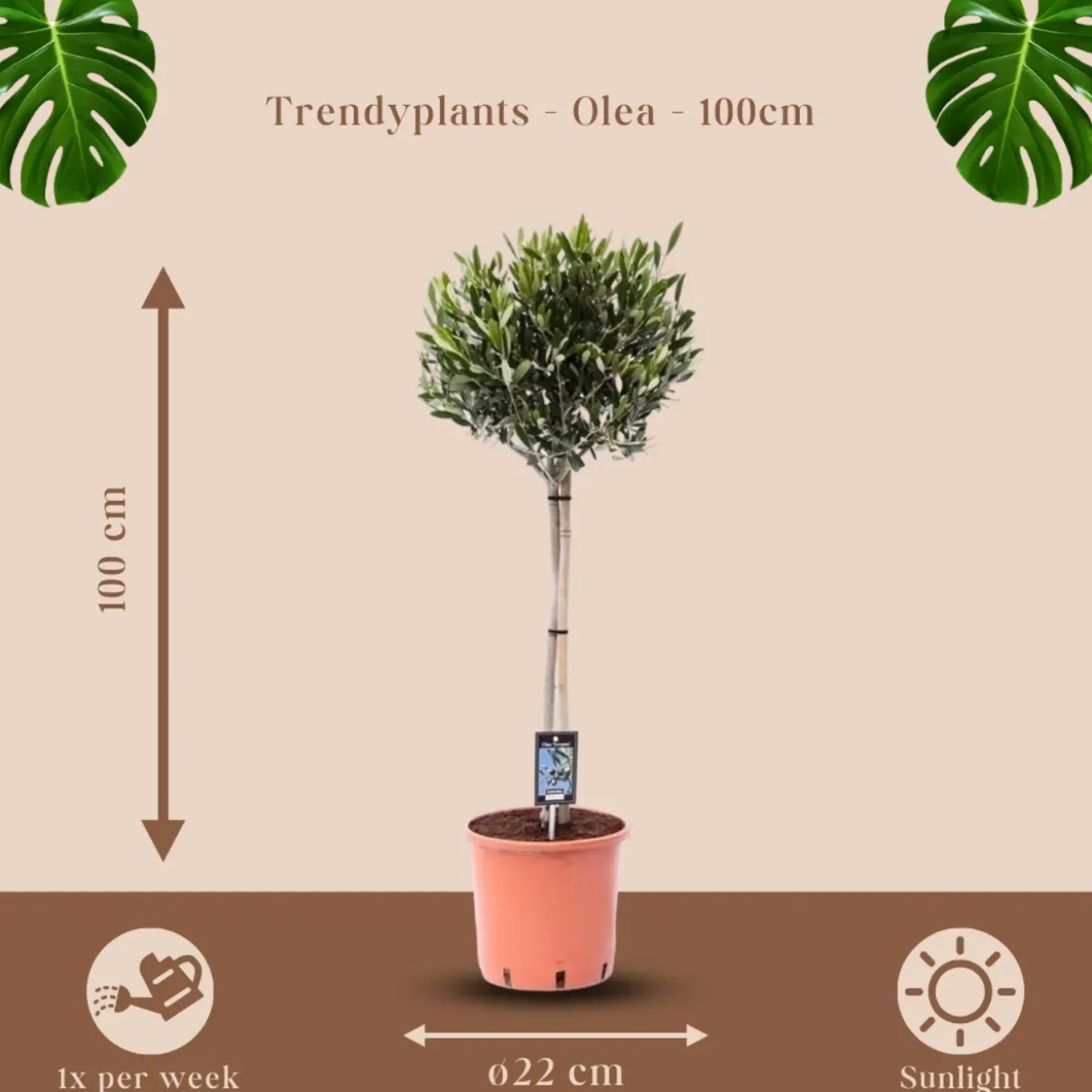 Olea Olijf - Olijfboom - Tuinplant - ↕90-110 cm - Ø22cm