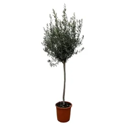 Olijfboom op stam - Winterhard - Tuinplant - ↕150-170 cm - Ø24cm - Olea Europaea op stam