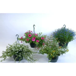 Overig Perkplanten in hangpot ⌀21xH20cm