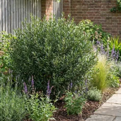 Bloomique Phillyrea Angustifolia - Steenlinde - Tuinplanten - Haagplant - Hoogte 70-90 Cm - Pot 23 Cm