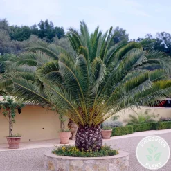 Bloomique Phoenix Canariensis - Canarische Dadelpalm - Tuinplanten - Hoogte 100-120 Cm - Pot 21 Cm