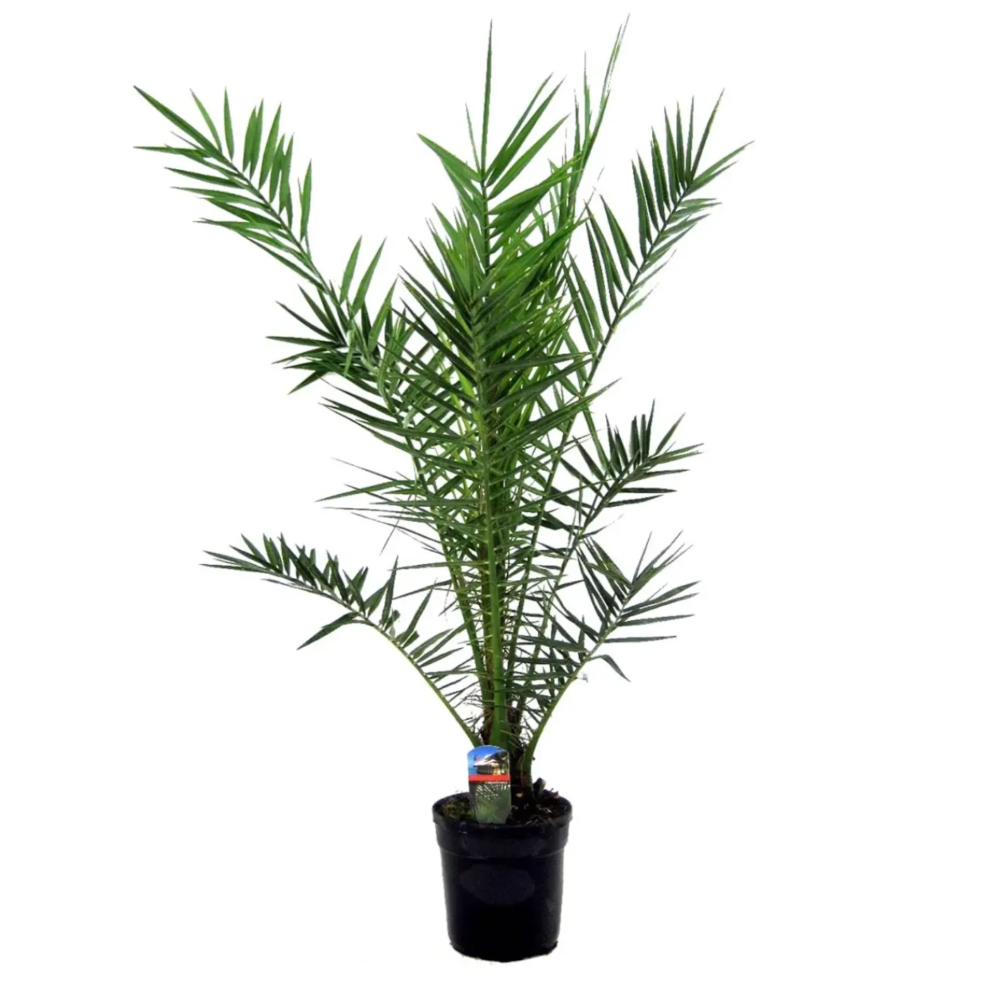 Bloomique Phoenix Canariensis - Canarische Dadelpalm - Tuinplanten - Hoogte 100-120 Cm - Pot 21 Cm