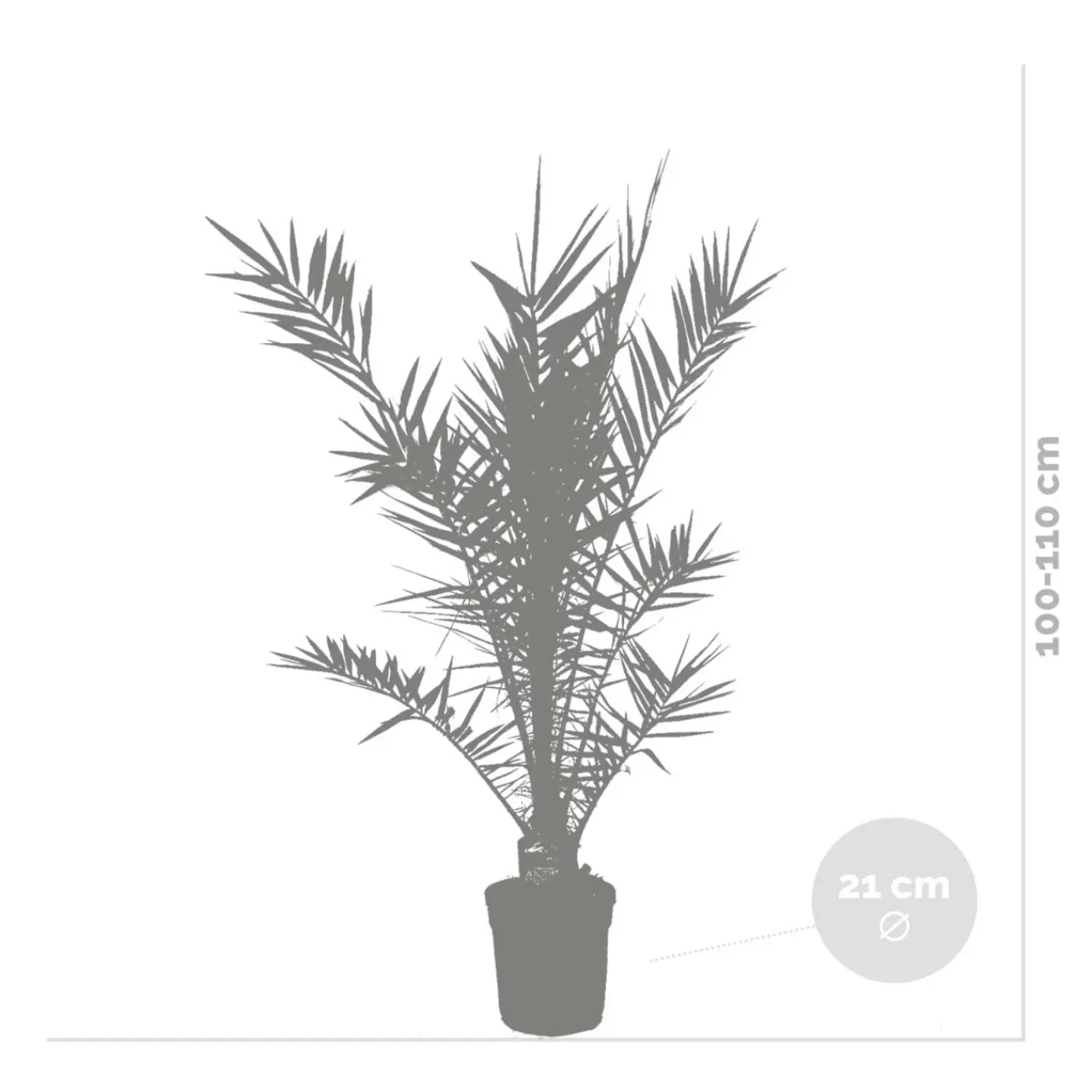 Bloomique Phoenix Canariensis - Canarische Dadelpalm - Tuinplanten - Hoogte 100-120 Cm - Pot 21 Cm