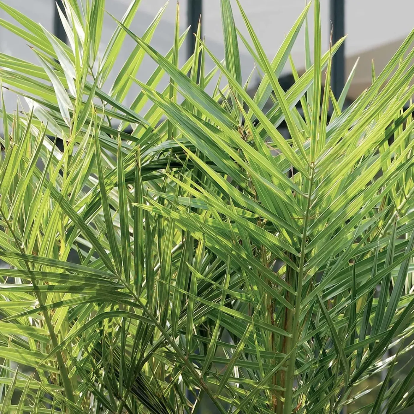 Bloomique Phoenix Canariensis - Canarische Dadelpalm - Tuinplanten - Hoogte 100-120 Cm - Pot 21 Cm
