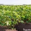 Phytophthora Concentraat - 5 L Voor 5000 M2 - Organifer