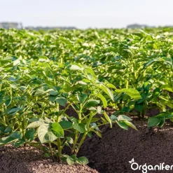 Phytophthora Concentraat - 5 L Voor 5000 M2 - Organifer