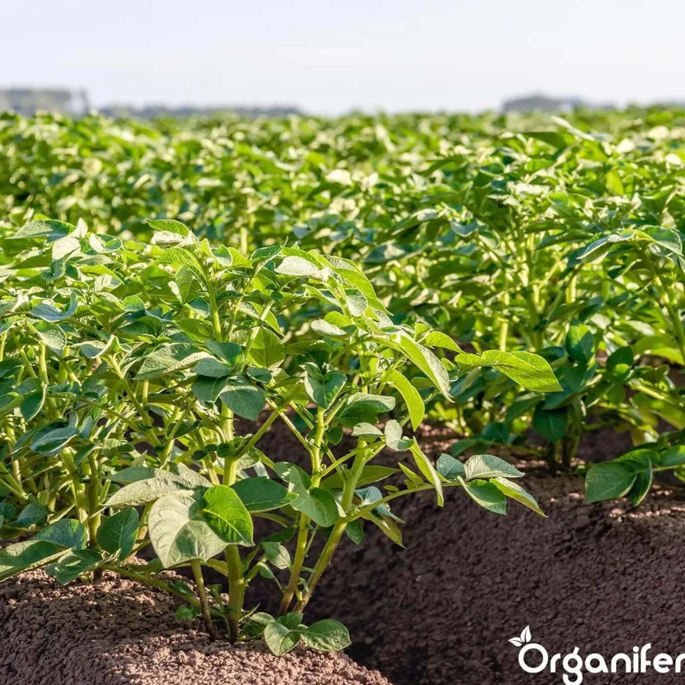 Phytophthora Concentraat - 5 L Voor 5000 M2 - Organifer