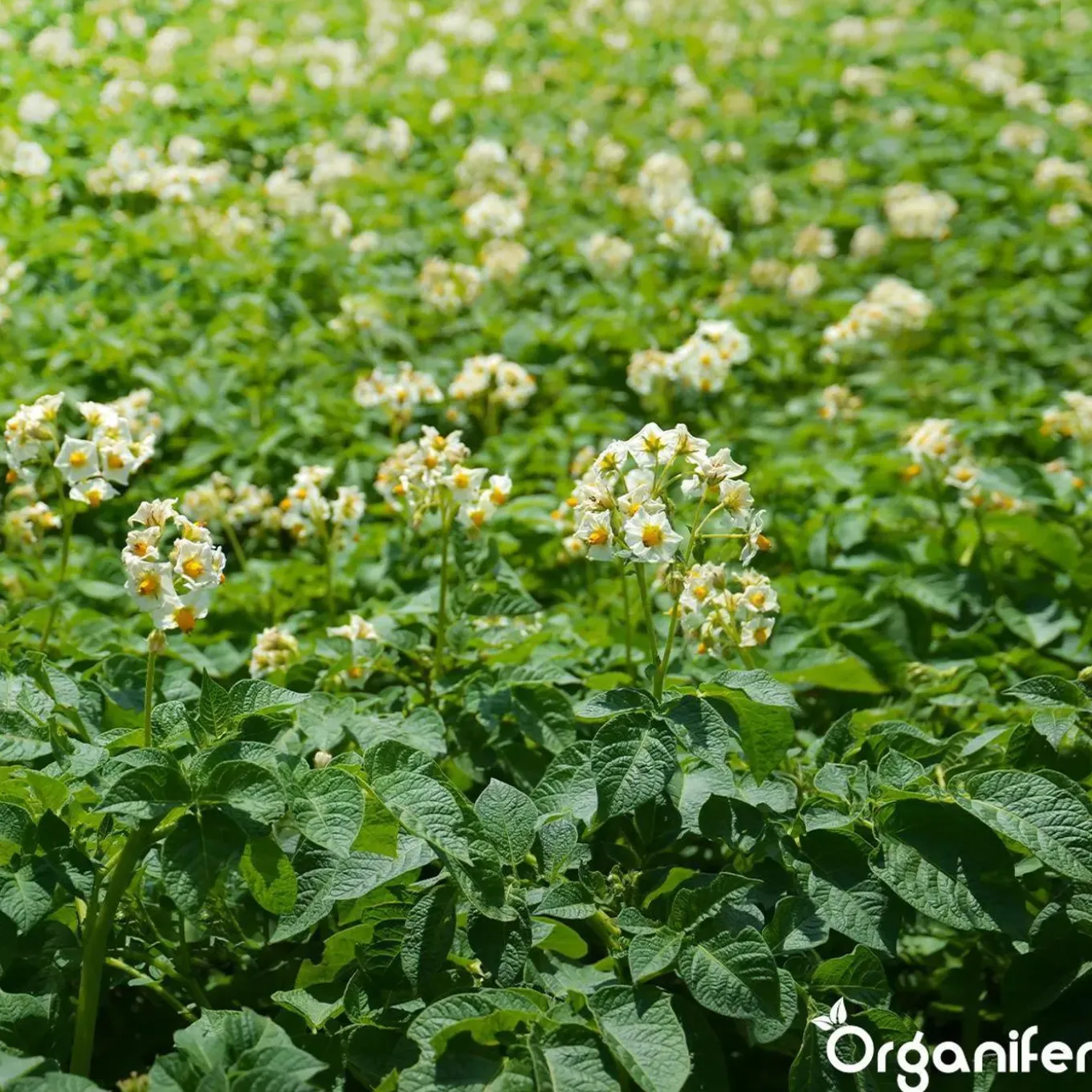 Phytophthora Concentraat - 5 L Voor 5000 M2 - Organifer