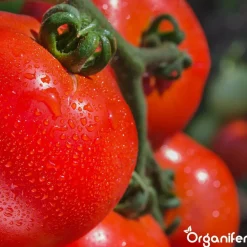 Phytophthora Concentraat - 5 L Voor 5000 M2 - Organifer
