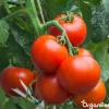 Phytophthora Concentraat - 10 L Voor 10.000 M2 - Organifer