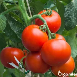Phytophthora Concentraat - 10 L Voor 10.000 M2 - Organifer