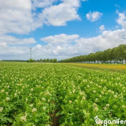 Phytophthora Concentraat - 10 L Voor 10.000 M2 - Organifer