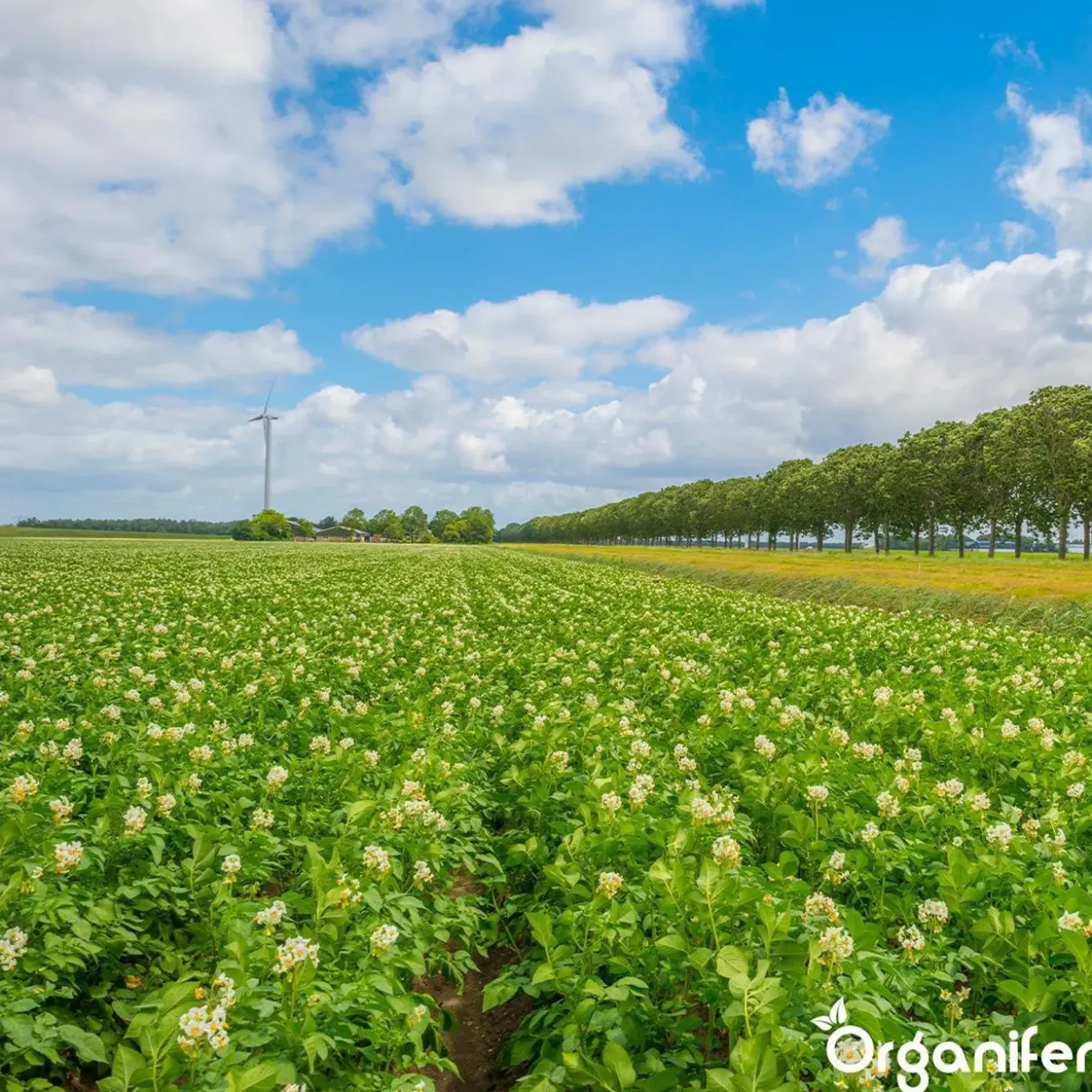 Phytophthora Concentraat - 10 L Voor 10.000 M2 - Organifer
