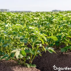 Organifer Phytophthora Concentraat - 500 Ml Voor 500 M2 -