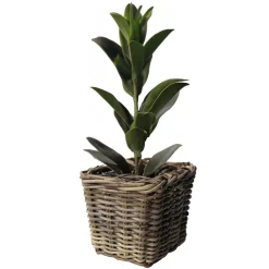 Van Der Leeden Planten/bloemen Mand - Rotan - Gevlochten Riet - L21xb21xh28 Cm