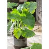 Plant in a Box - Alocasia 'odora' Olifantsoor X1 - Hoogte 55-75cm