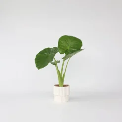 Plant in a Box - Alocasia 'odora' Olifantsoor X1 - Hoogte 55-75cm