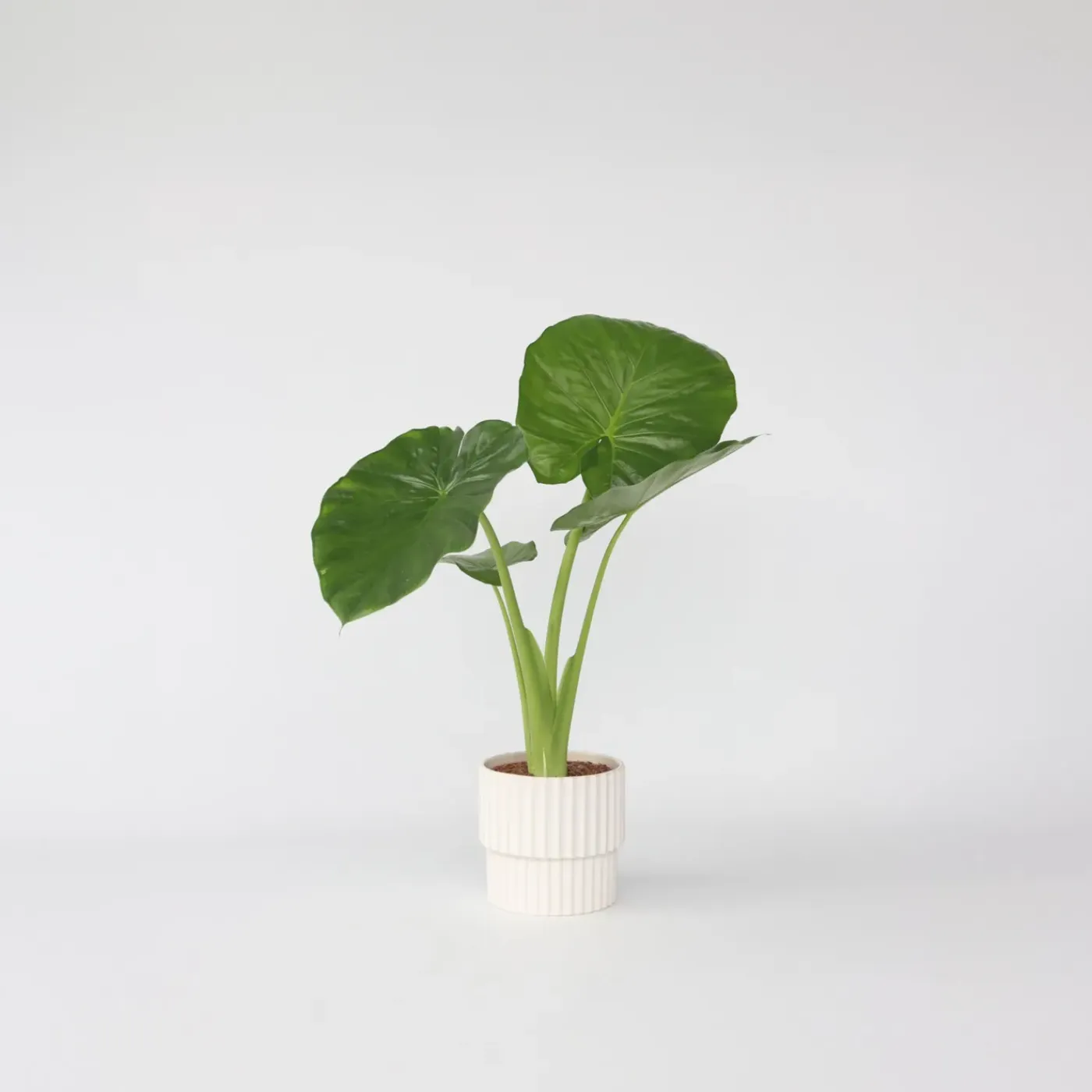 Plant in a Box - Alocasia 'odora' Olifantsoor X1 - Hoogte 55-75cm