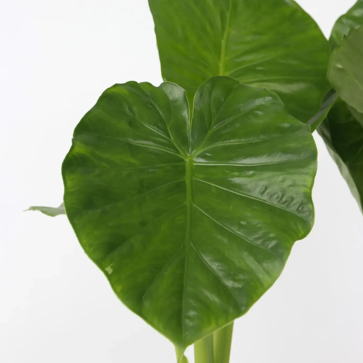Plant in a Box - Alocasia 'odora' Olifantsoor X1 - Hoogte 55-75cm