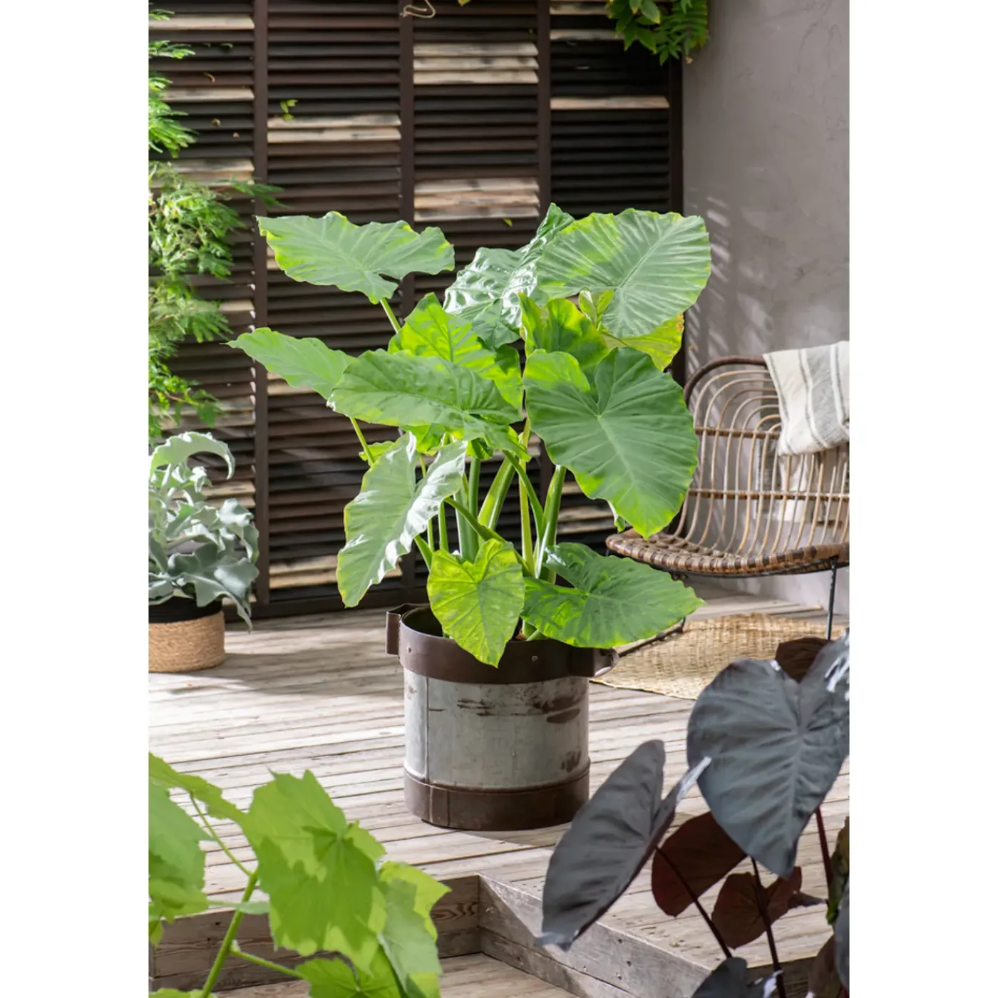 Plant in a Box - Alocasia 'odora' Olifantsoor X1 - Hoogte 55-75cm