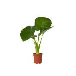 Plant in a Box - Alocasia 'odora' Olifantsoor X1 - Hoogte 55-75cm