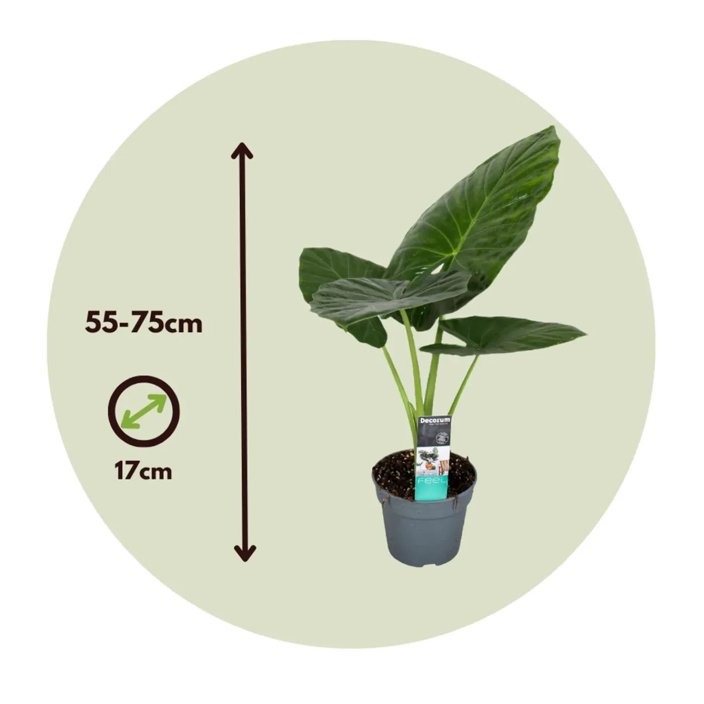 Plant in a Box - Alocasia 'odora' Olifantsoor X1 - Hoogte 55-75cm