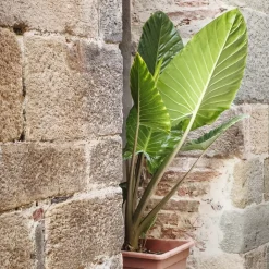 Plant in a Box - Alocasia 'odora' Olifantsoor X1 - Hoogte 55-75cm