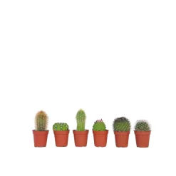 Plant in a Box - Cactaceae Mix Cactus X6 - Hoogte 5-10cm