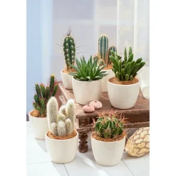 Plant in a Box - Cactaceae Mix Cactus X6 - Hoogte 5-10cm