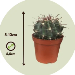 Plant in a Box - Cactaceae Mix Cactus X6 - Hoogte 5-10cm