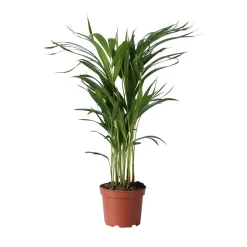 Plant in a Box - Dypsis Lutescens Areca Goudpalm X1 - Hoogte 60-70cm
