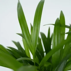 Plant in a Box - Dypsis Lutescens Areca Goudpalm X1 - Hoogte 60-70cm