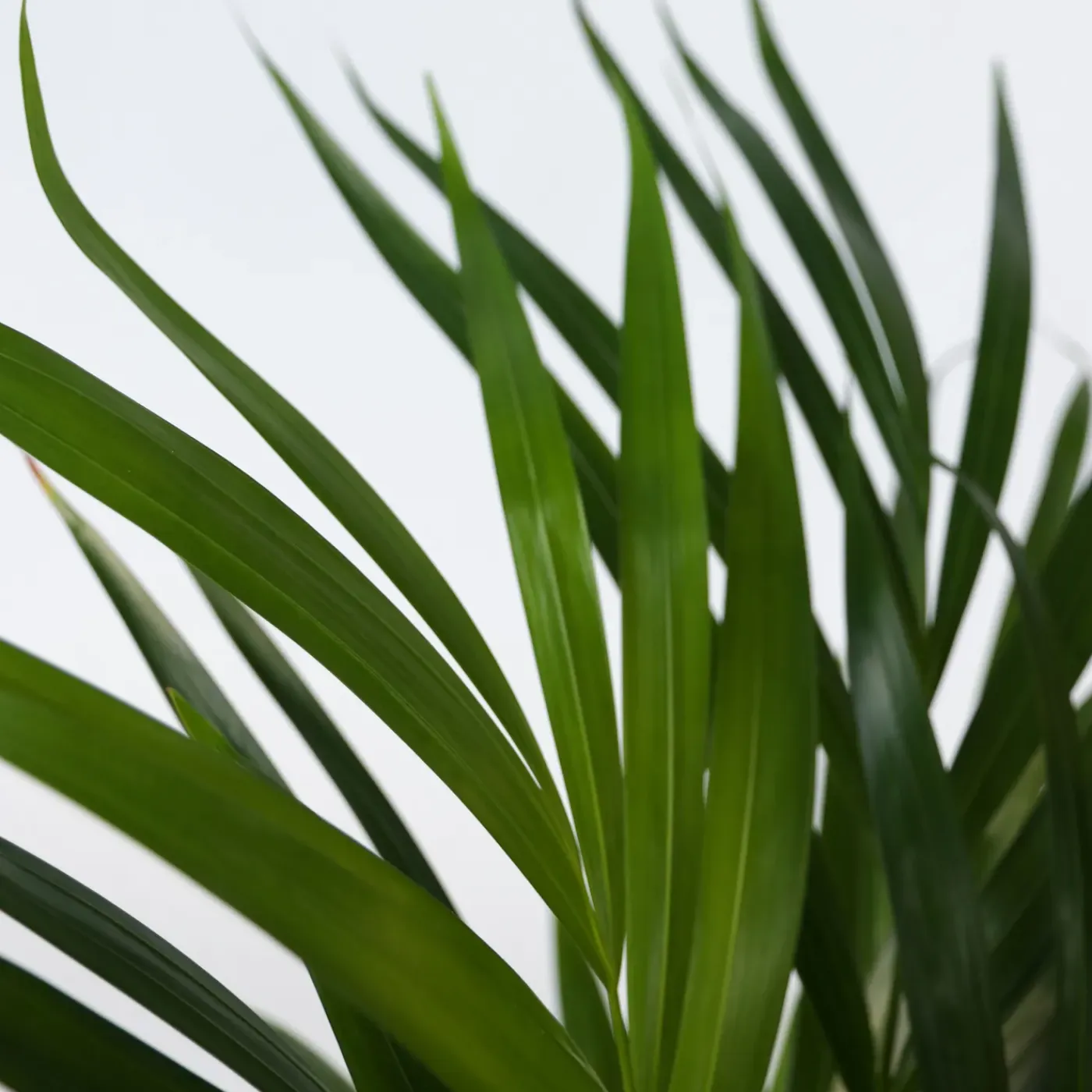 Plant in a Box - Dypsis Lutescens Areca Goudpalm X1 - Hoogte 60-70cm