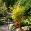 Plant In A Box - Fargesia Nitida 'red Dragon' Bamboe X1 - Hoogte 50-70cm