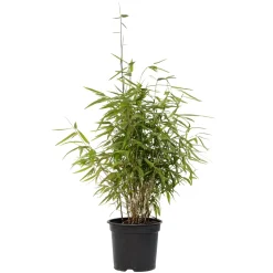 Plant In A Box - Fargesia Nitida 'red Dragon' Bamboe X1 - Hoogte 50-70cm