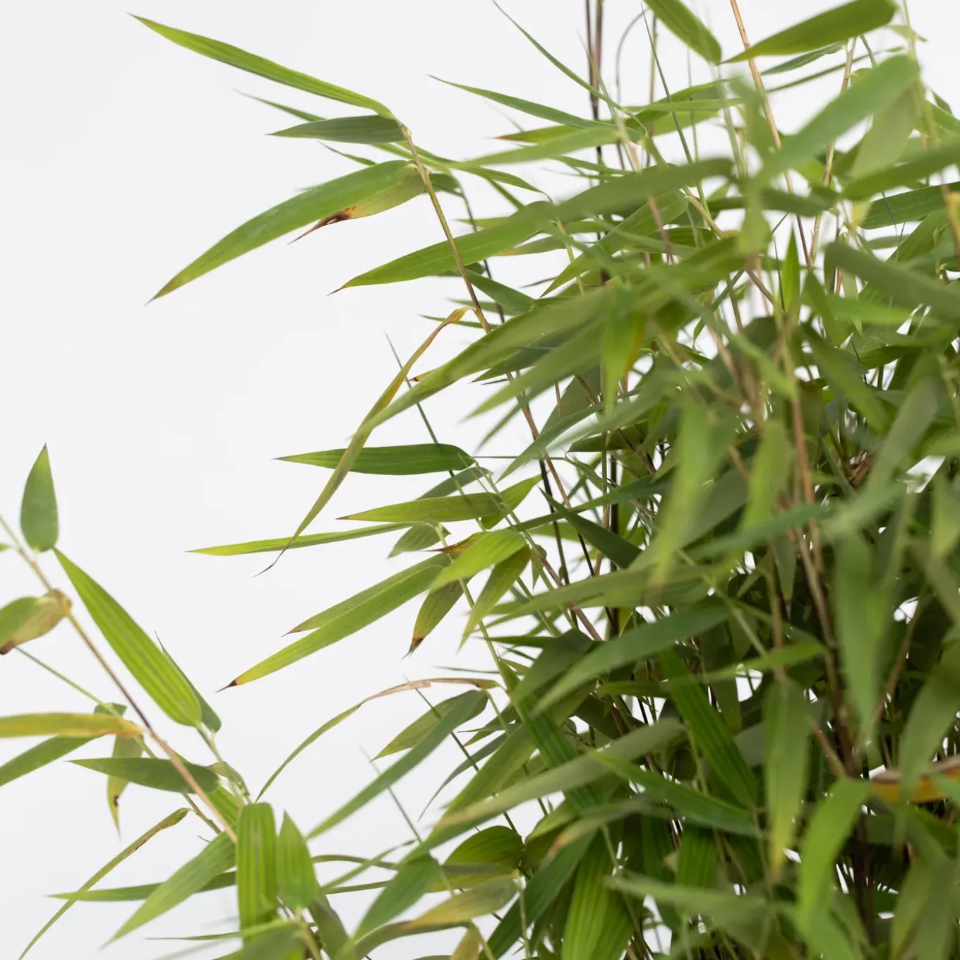 Plant In A Box - Fargesia Nitida 'red Dragon' Bamboe X1 - Hoogte 50-70cm