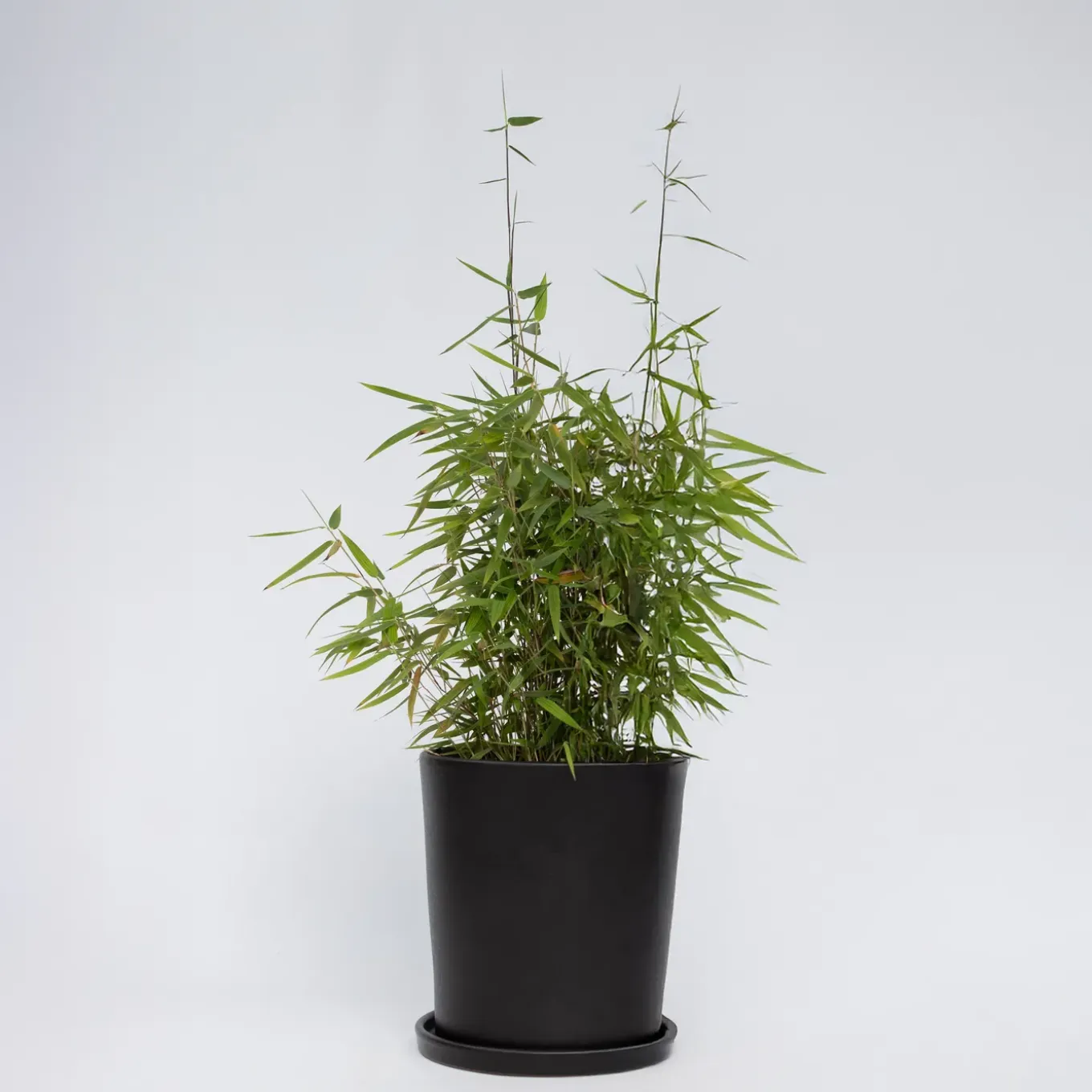 Plant In A Box - Fargesia Nitida 'red Dragon' Bamboe X1 - Hoogte 50-70cm