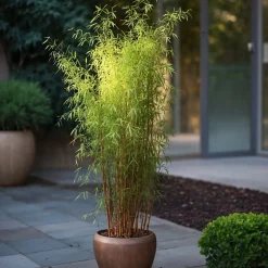Plant in a Box - Fargesia Nitida 'red Dragon' Bamboe X2 - Hoogte 50-70cm