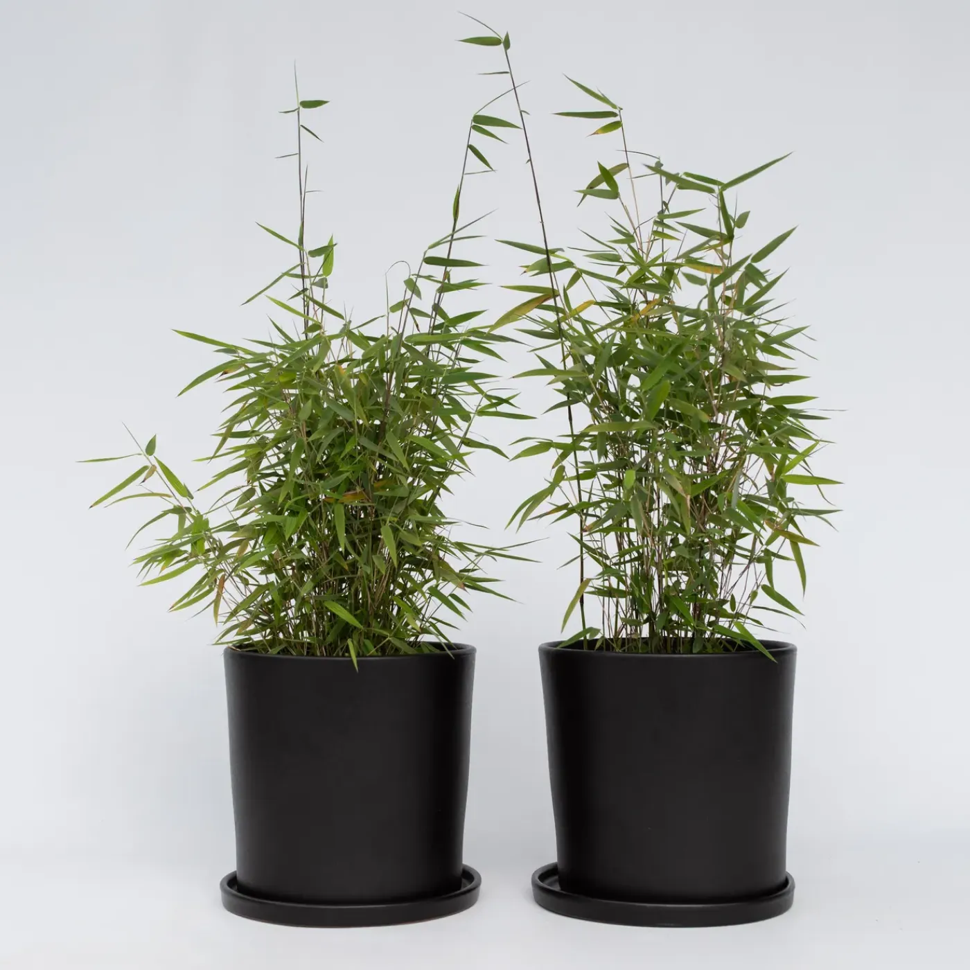 Plant in a Box - Fargesia Nitida 'red Dragon' Bamboe X2 - Hoogte 50-70cm