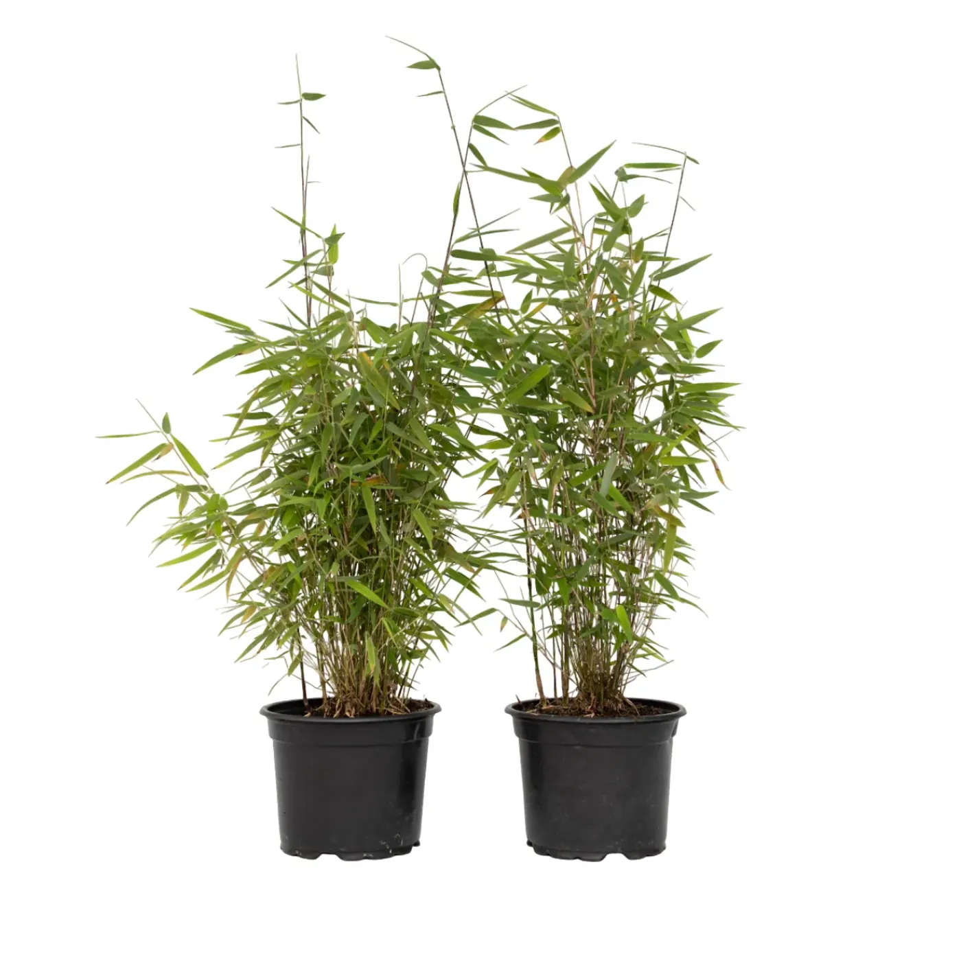 Plant in a Box - Fargesia Nitida 'red Dragon' Bamboe X2 - Hoogte 50-70cm