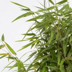 Plant in a Box - Fargesia Nitida 'red Dragon' Bamboe X2 - Hoogte 50-70cm