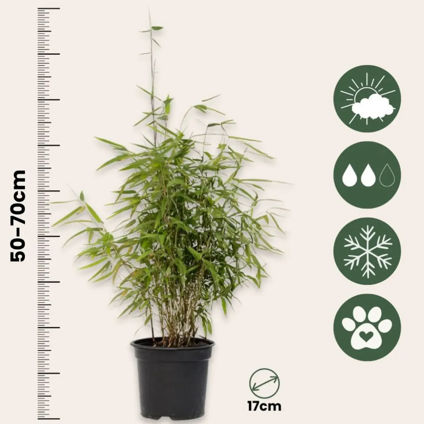 Plant in a Box - Fargesia Nitida 'red Dragon' Bamboe X2 - Hoogte 50-70cm