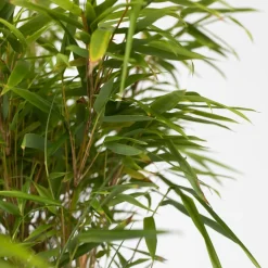 Plant in a Box - Fargesia Nitida 'gansu' Bamboe X6 - Hoogte 50-70cm