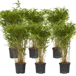 Plant in a Box - Fargesia Nitida 'gansu' Bamboe X6 - Hoogte 50-70cm
