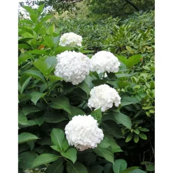 Plant in a Box - Hydrangea Macrophylla 'wudu' Bolhortensia X6 - Hoogte 25-40cm
