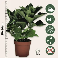 Plant in a Box - Hydrangea Macrophylla 'wudu' Bolhortensia X6 - Hoogte 25-40cm