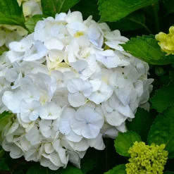 Plant in a Box - Hydrangea Macrophylla 'wudu' Bolhortensia X6 - Hoogte 25-40cm