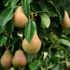 Plant In A Box - Malus, Pryus, Prunus Mix Fruitzuilen X4 - Hoogte 60-70cm