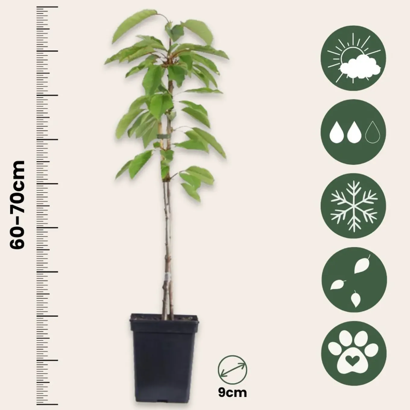 Plant In A Box - Malus, Pryus, Prunus Mix Fruitzuilen X4 - Hoogte 60-70cm